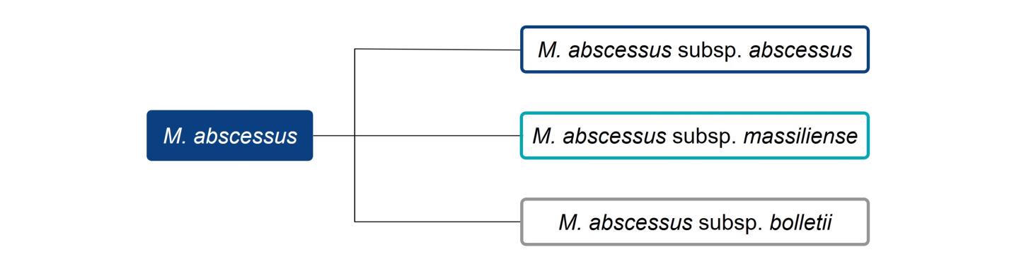 NTM Microbiology M. abscessus