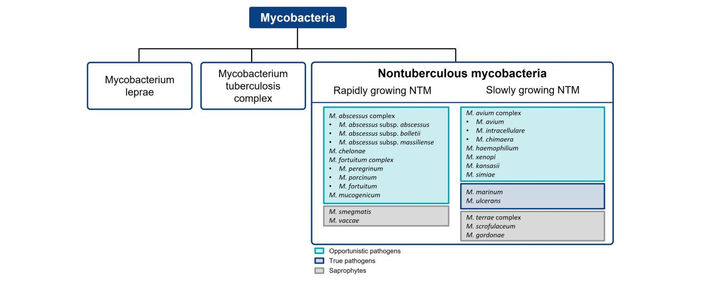 NTM Microbiology Species overview