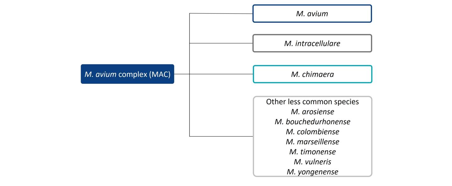 NTM microbiology M. avium