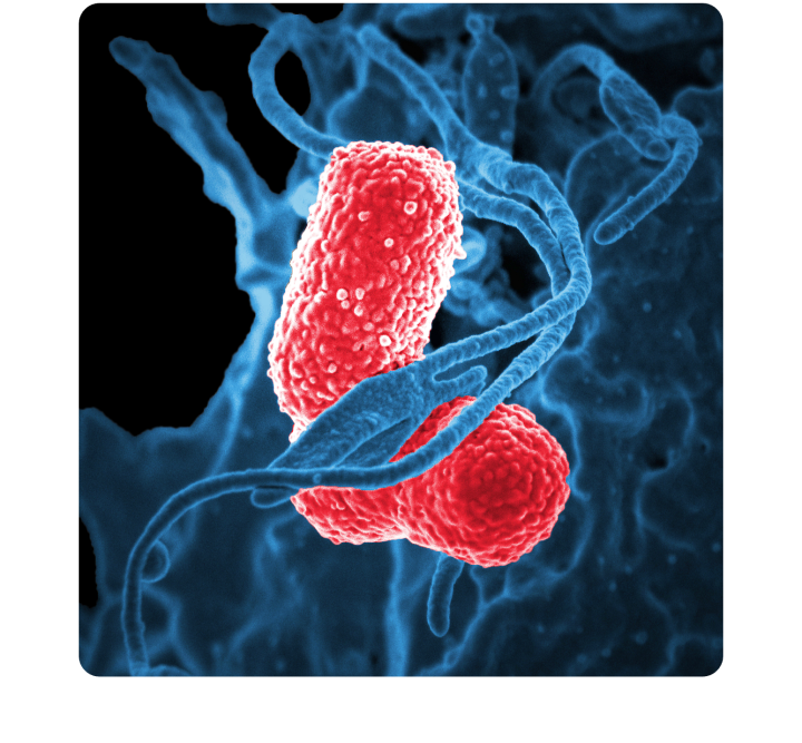 Klebsiella pneumoniae