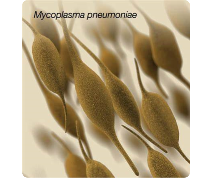 Mycoplasma pneumoniae